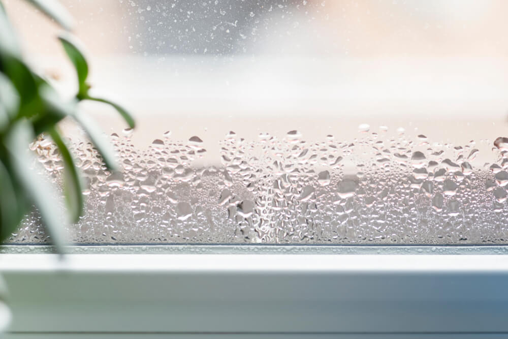 moist air condensation on a window